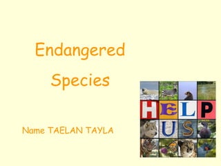 Endangered Species Name TAELAN TAYLA 