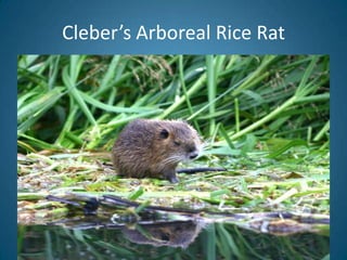 Cleber’s Arboreal Rice Rat