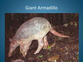 Giant Armadillo
