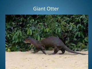 Giant Otter