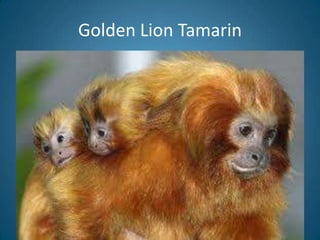 Golden Lion Tamarin