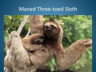 Maned Three-toed Sloth