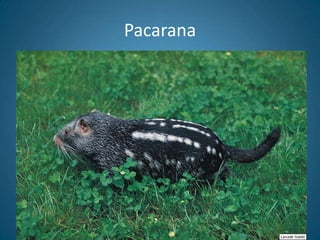 Pacarana