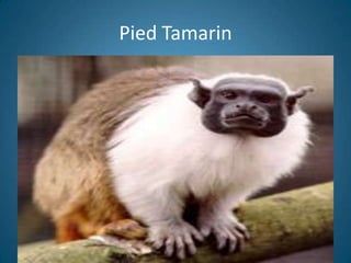 Pied Tamarin