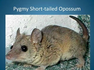 Pygmy Short-tailed Opossum