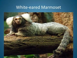 White-eared Marmoset