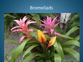 Bromeliads