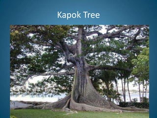 Kapok Tree