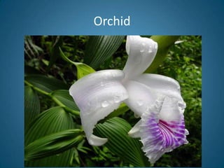 Orchid