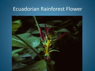 Ecuadorian Rainforest Flower