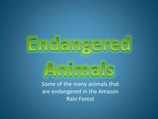 EndangeredAnimalsSome of the many animals that are endangered in the Amazon Rain Forest