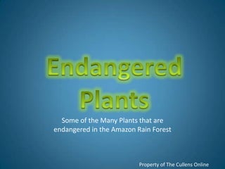 Endangered Plants Some of the Many Plants that are endangered in the Amazon Rain Forest Property of The Cullens Online 