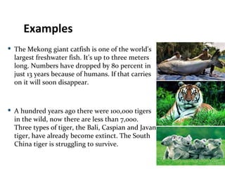 The Mekong giant catfish is one of the world's largest freshwater fish. It's up to three meters long. Numbers have dropped by 80 percent in just 13 years because of humans. If that carries on it will soon disappear.  A hundred years ago there were 100,000 tigers in the wild, now there are less than 7,000. Three types of tiger, the Bali, Caspian and Javan tiger, have already become extinct. The South China tiger is struggling to survive.  There used to be millions of koalas in Australia. Now there are less than 100,000.  Examples 