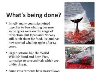 What's being done?  In 1985 many countries joined together to ban whaling because some types were on the verge of extinction, but Japan and Norway still catch them for food. Iceland has now started whaling again after 14 years.  Organisations like the World Wildlife Fund and Born Free, campaign to save animals which are under threat.  Some governments have passed laws to stop certain animals from being hunted. 