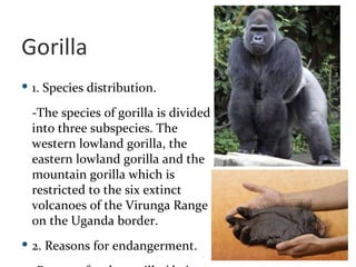 Gorilla 1. Species distribution.  -The species of gorilla is divided into three subspecies. The western lowland gorilla, the eastern lowland gorilla and the mountain gorilla which is restricted to the six extinct volcanoes of the Virunga Range on the Uganda border.  2. Reasons for endangerment.  -Reasons for the gorillas' being endangered include habitat loss due to agriculture and poaching for their hands, heads, and meat.  