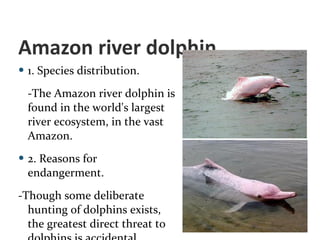 Amazon river dolphin 1. Species distribution.  -The Amazon river dolphin is found in the world's largest river ecosystem, in the vast Amazon.  2. Reasons for endangerment.  -Though some deliberate hunting of dolphins exists, the greatest direct threat to dolphins is accidental drowning in gill nets. Of equal importance are the indirect threats to their food supply, including overfishing, agricultural polluting and hydroelectric dam building. Hydroelectric dams reduce the number of fish species and isolate populations of dolphins.  