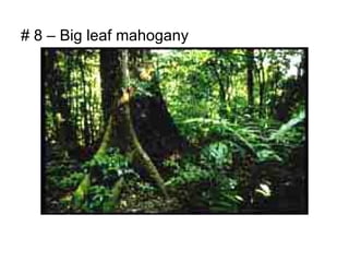 # 8 – Big leaf mahogany
 