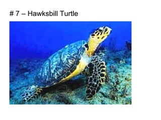 # 7 – Hawksbill Turtle
 