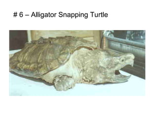 # 6 – Alligator Snapping Turtle
 