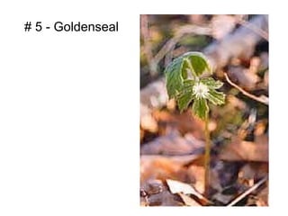 # 5 - Goldenseal
 