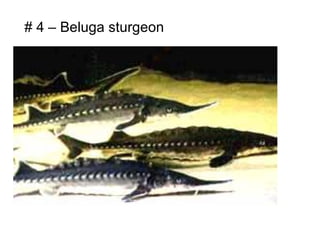 # 4 – Beluga sturgeon
 