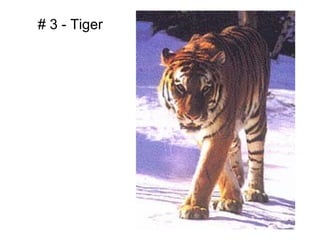 # 3 - Tiger
 