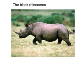 The black rhinoceros
 