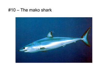 #10 – The mako shark
 