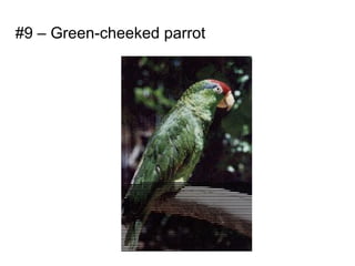 #9 – Green-cheeked parrot
 