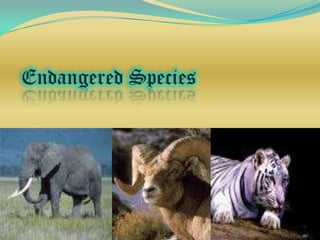 Endangered Species
 