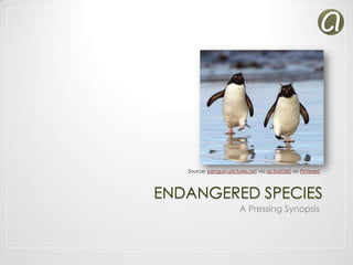 Source: penguin-pictures.net via activist360 on Pinterest

ENDANGERED SPECIES
A Pressing Synopsis

 
