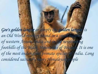 Gee's golden langur or simply the golden langur, is
an Old World monkey found in a small region
of western Assam, India and in the neighboring
foothills of the Black Mountains of Bhutan. It is one
of the most endangered primate species of India. Long
considered sacred by many Himalayan people
 