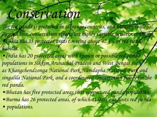 Conservation
The red panda is protected in all range countries, and hunting is illegal.
Beyond this, conservation efforts are highly variable between countries
•China has 35 protected areas covering about 42.4% of red panda
habitat.
•India has 20 protected areas with known or possible red panda
populations in Sikkim,Arunachal Pradesh and West Bengal such
as Khangchendzonga National Park,Namdapha National Park and
singalila National Park, and a coordinated conservation policy for the
red panda.
•Bhutan has five protected areas that support red panda populations.
•Burma has 26 protected areas, of which at least one hosts red panda
• populations.
 