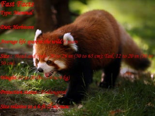 Fast Facts
Type: Mammal
Diet: Herbivore
Average life span in the wild:8 years
Size : Head and body, 20 to 26 in (50 to 65 cm); Tail, 12 to 20 in (30 to
50 cm)
Weight:12 to 20 lbs (5.4 to 9 kg)
Protection status : Endangered
Size relative to a 6-ft (2-m) man:
 