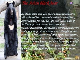 The Asian black bear
The Asian black bear also known as the moon bearor
white- chested bear , is a medium-sized specie of bear,
largely adapted for Arboreal life, seen across much of
the Himalayas and the northern parts of the
Indian Subcontinent . The species is morphologically very
similar to some prehistoric bears, and is thought by some
scientists to be the ancestor of other extant bear species .
Though largely herbivorous Asian black bears can be very
aggressive toward humans, and have frequently attacked
people without provocation. The species was described
by Rudyard Kipling as "the most bizarre of the ursine
species.
 