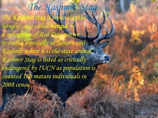 The Kashmir Stag
The Kashmir stag (Cervus elaphus
hanglu), also called hangul, is
a subspecies of Red Deer native
to India, especially in Jammu and
Kashmir where it is the state animal.
Kashmir Stag is listed as critically
endangered by IUCN as population is
counted 160 mature individuals in
2008 censu
 