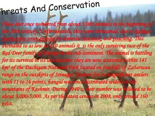 These deer once numbered from about 5,000 animals in the beginning of
the 20th century. Unfortunately, they were threatened, due to habitat
destruction, over-grazing by domestic livestock, and poaching. This
dwindled to as low as 150 animals it is the only surviving race of the
Red Deer family of Europe in the sub-continent. The animal is battling
for its survival in its last bastion: they are now scattered within 141
km² of the Dachigam National Park located on foothills of Zabarwan
range on the outskirts of Srinagar. Known for its magnificent antlers
with 11 to 16 points, hangul was once distributed widely in the
mountains of Kashmir. During 1940's, their number was believed to be
about 3,000-5,000. As per the latest census in 2008, only around 160
exist.
 