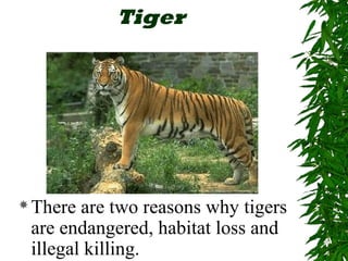 Tiger 
There are two reasons why tigers 
are endangered, habitat loss and 
illegal killing. 
 