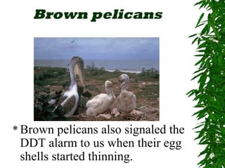 Brown pelicans 
Brown pelicans also signaled the 
DDT alarm to us when their egg 
shells started thinning. 
 