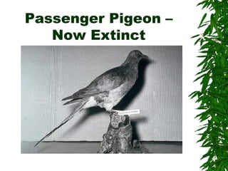 Passenger Pigeon – 
Now Extinct 
 