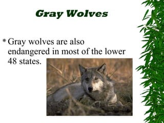 Gray Wolves 
Gray wolves are also 
endangered in most of the lower 
48 states. 
 