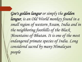 Gee's golden langur or simply the golden 
langur, is an Old World monkey found in a 
small region of western Assam, India and in 
the neighboring foothills of the Black 
Mountains of Bhutan. It is one of the most 
endangered primate species of India. Long 
considered sacred by many Himalayan 
people 
 