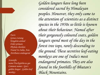 Golden langurs have long been 
considered sacred by Himalayan 
peoples. However, they only came to 
the attention of scientists as a distinct 
species in the 1950s so little is known 
about their behaviour. Named after 
their gorgeously coloured coats, golden 
langurs spend most of the day in the 
forest tree tops, rarely descending to 
the ground. These secretive leaf-eating 
monkeys are one of India's most 
endangered primates. They are also 
found in the foothills of Bhutan's 
Black Mountains. 
Facts 
Genus-Lutung 
Kingdom-animal 
Order-primate 
Phylum-chordate 
Found In-India, Asia 
Attributes-endangered 
Scientific 
name:Trachypithecus gee 
Common names : Gee's 
golden langur , Golden leaf 
monkey 
 