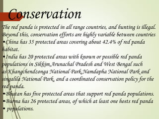 Conservation 
The red panda is protected in all range countries, and hunting is illegal. 
Beyond this, conservation efforts are highly variable between countries 
•China has 35 protected areas covering about 42.4% of red panda 
habitat. 
•India has 20 protected areas with known or possible red panda 
populations in Sikkim,Arunachal Pradesh and West Bengal such 
as Khangchendzonga National Park,Namdapha National Park and 
singalila National Park, and a coordinated conservation policy for the 
red panda. 
•Bhutan has five protected areas that support red panda populations. 
•Burma has 26 protected areas, of which at least one hosts red panda 
• populations. 
 