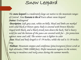 Snow Leopard 
The snow leopard is a moderately large cat native to the mountain ranges 
of Central Asia Eurasia is the ol Facts about snow leopard 
Status: Endangered 
Description: Soft grey coat, white on belly. Head and limbs are marked 
with solid black or brown spots; body is covered with brown blotches 
ringed with black, and a black streak runs down the back. Tail is heavy 
with fur and the bottom of the paws are covered with fur -- for protection 
against snow and cold. The winter coat is lighter in color 
Size: Head and body length is 47-59 inches, while the tail is 31-39 inches 
long. 
Habitat: Mountain steppes and coniferous (pine/evergreen) forest scrub at 
high altitudes (5900-18000 feet). Prefer mountain regions in the winter, 
moving to meadows and rocky areas during the summer months. 
 