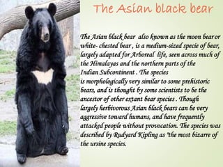 The Asian black bear 
The Asian black bear also known as the moon bear or 
white- chested bear , is a medium-sized specie of bear, 
largely adapted for Arboreal life, seen across much of 
the Himalayas and the northern parts of the 
Indian Subcontinent . The species 
is morphologically very similar to some prehistoric 
bears, and is thought by some scientists to be the 
ancestor of other extant bear species . Though 
largely herbivorous Asian black bears can be very 
aggressive toward humans, and have frequently 
attacked people without provocation. The species was 
described by Rudyard Kipling as "the most bizarre of 
the ursine species. 
 