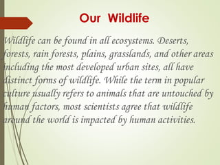 Our Wildlife 
Wildlife can be found in all ecosystems. Deserts, 
forests, rain forests, plains, grasslands, and other areas 
including the most developed urban sites, all have 
distinct forms of wildlife. While the term in popular 
culture usually refers to animals that are untouched by 
human factors, most scientists agree that wildlife 
around the world is impacted by human activities. 
 