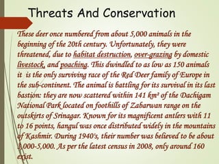 Threats And Conservation 
These deer once numbered from about 5,000 animals in the 
beginning of the 20th century. Unfortunately, they were 
threatened, due to habitat destruction, over-grazing by domestic 
livestock, and poaching. This dwindled to as low as 150 animals 
it is the only surviving race of the Red Deer family of Europe in 
the sub-continent. The animal is battling for its survival in its last 
bastion: they are now scattered within 141 km² of the Dachigam 
National Park located on foothills of Zabarwan range on the 
outskirts of Srinagar. Known for its magnificent antlers with 11 
to 16 points, hangul was once distributed widely in the mountains 
of Kashmir. During 1940's, their number was believed to be about 
3,000-5,000. As per the latest census in 2008, only around 160 
exist. 
 