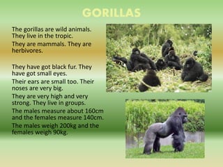 GORILLAS
The gorillas are wild animals.
They live in the tropic.
They are mammals. They are
herbivores.
They have got blac...