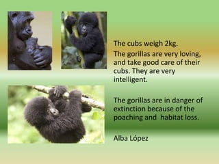 The cubs weigh 2kg.
The gorillas are very loving,
and take good care of their
cubs. They are very
intelligent.
The gorilla...